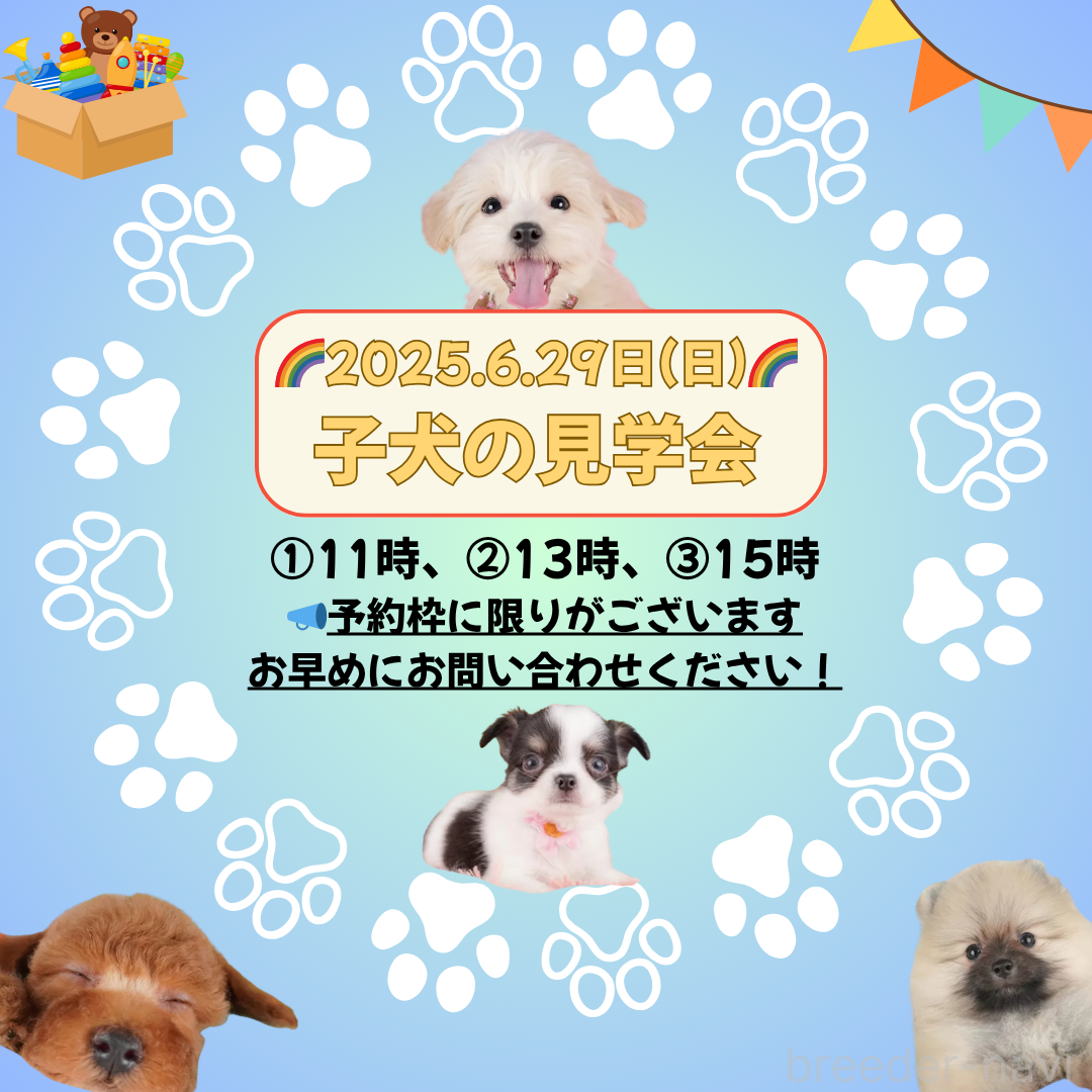成約済の栃木県のミニチュアダックスフンド(ロングヘアード)-378893の3枚目